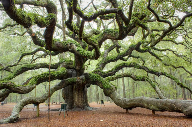 Самые впечатляющие деревья в мире