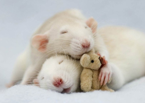 Фото крысок