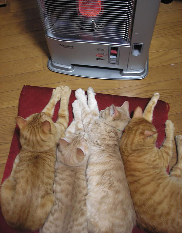 Спящие кошки
