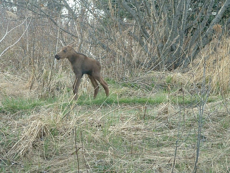 animalbaby37