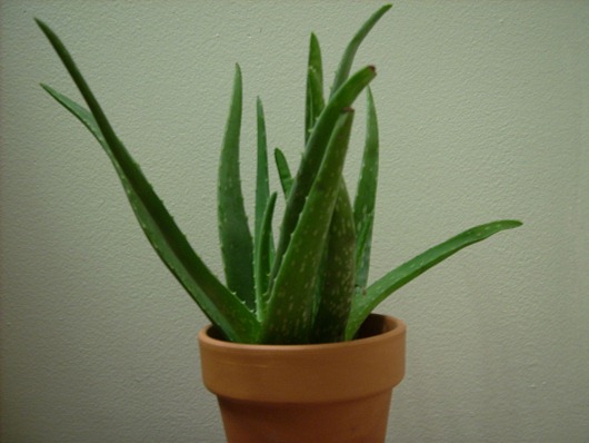 1280px-Aloe_vera_plant 1280px-Aloe_vera_plant