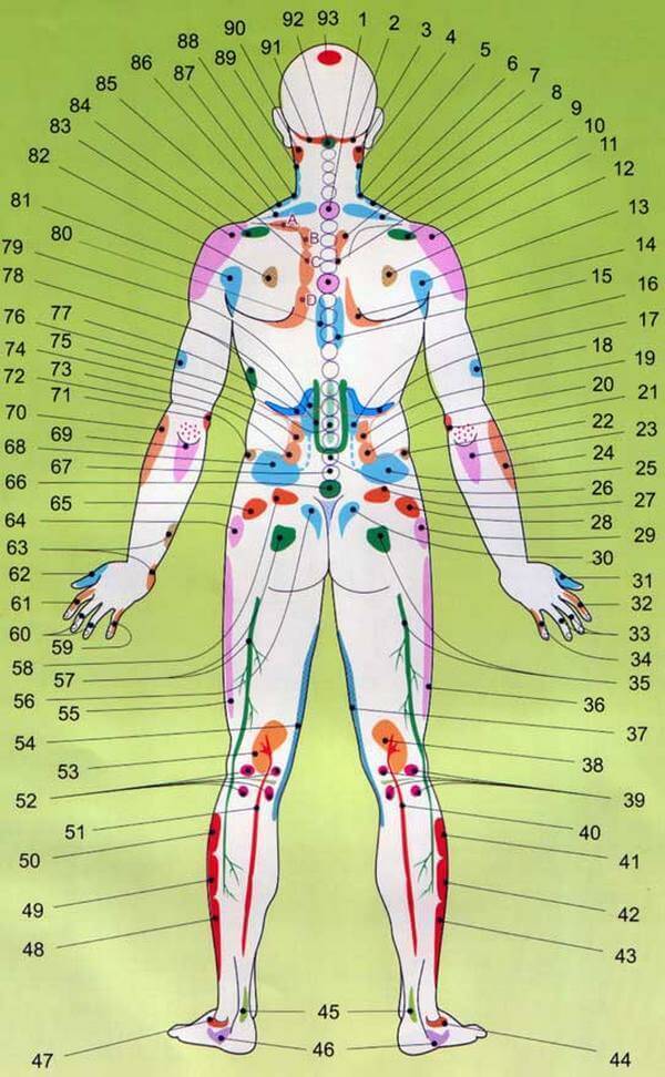 Проекционные зоны внутренних органов на теле человека