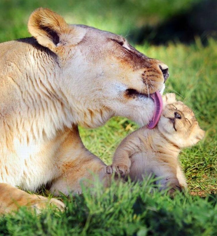 Мамина любовь: животные-родители, которые знают, как нужно заботиться о своих детях