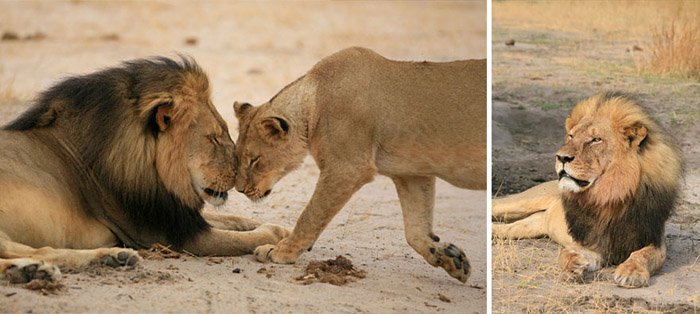 Самый известный лев Африки был убит американским дантистом, который теперь скрывается от людей