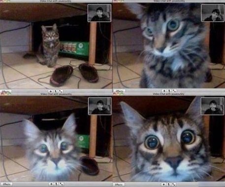 Котейки