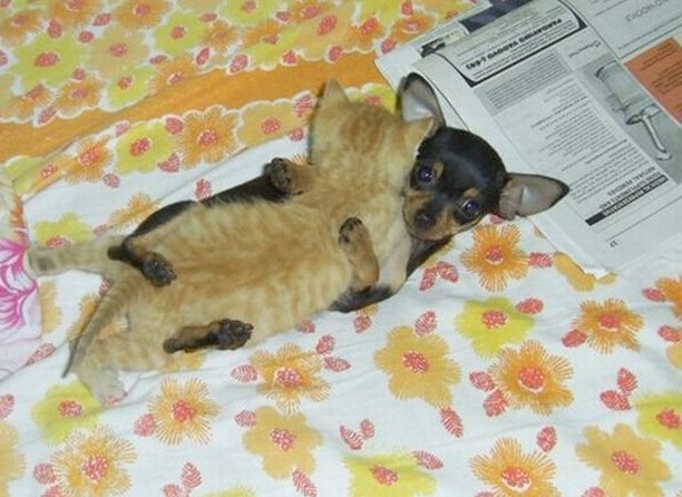 Кошки и собаки. Враги или друзья? животные, коты, кошки и собаки, прикол