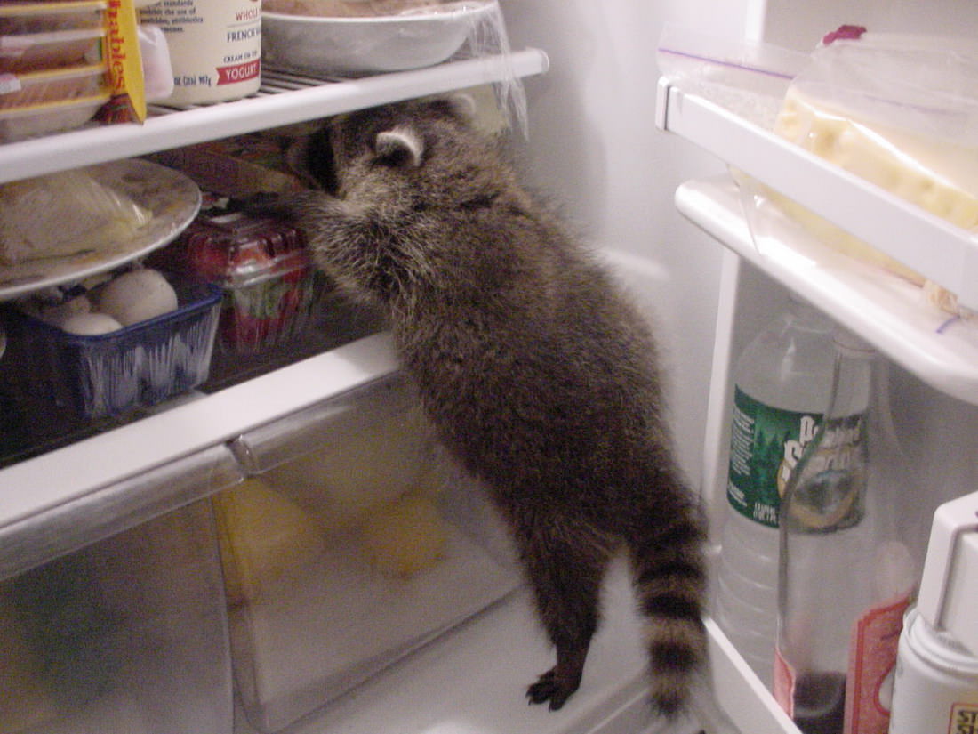 funny-animals-3733