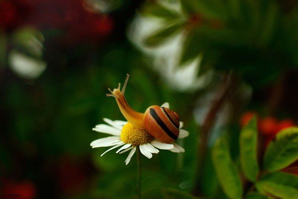 ФОТОВЫСТАВКА. Природа в фотографиях Jan Siwmir ФОТОВЫСТАВКА. Природа в фотографиях Jan Siwmir
