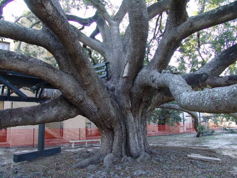 Дерево возрастом примерно 400-500 лет 