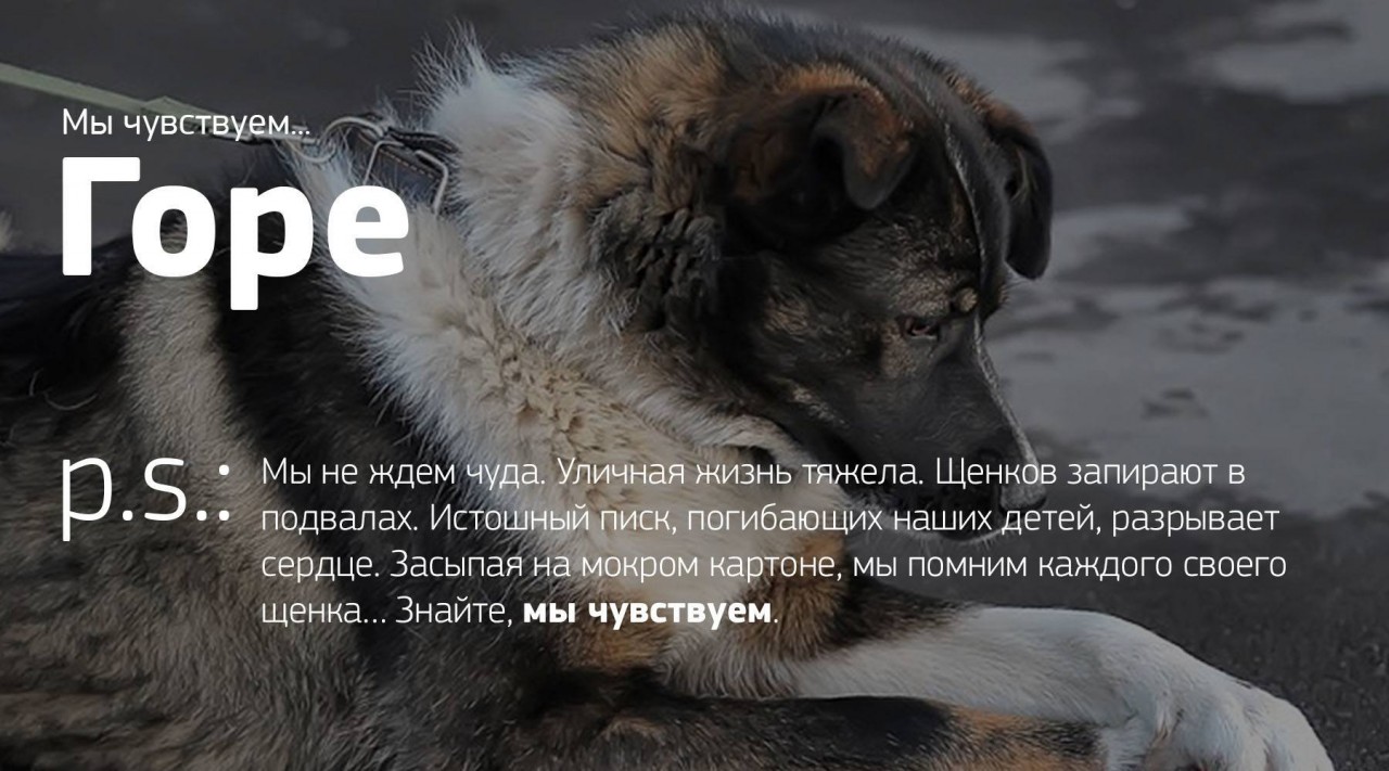 Мы чувствуем