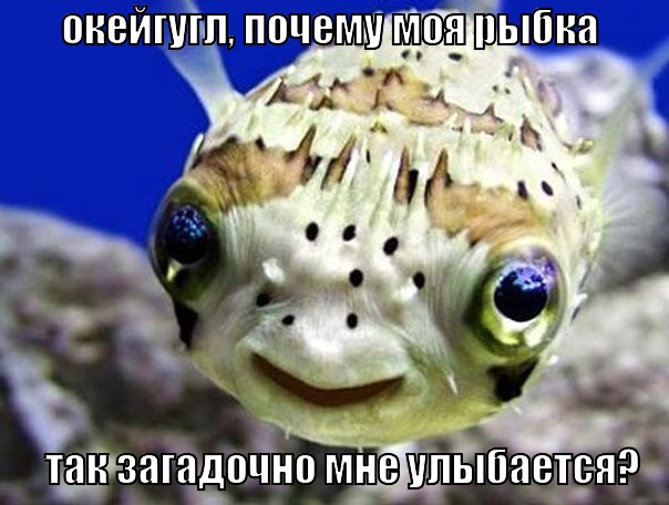 OK, Google! OK, Google! прикол, юмор