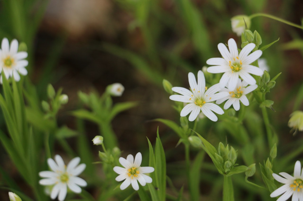 фотографии леса, лес весной, весенний лес, трава весной, весенние цветы, весенние листья, ранние листья