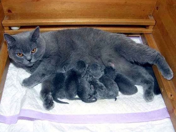 Британская кошка зачатия Британская кошка зачатия