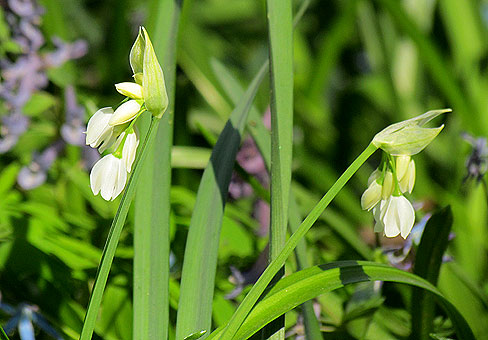 Лук (Allium) Лук (Allium)