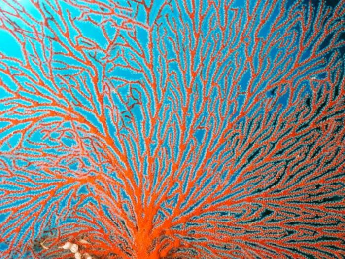 Красоты Большого Барьерного рифа (15 фото)