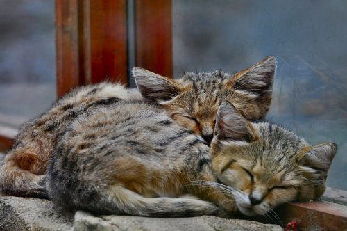 Барханные кошки - взрослые котята