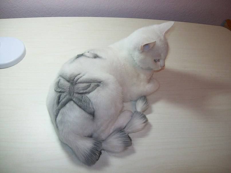 Кошачьи стрижки или когда твой хозяин - парикмахер кошки, мода, прикол, стрижки