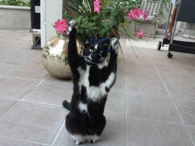 кошка лапы вверх, кошка любит поднимать лапы вверх