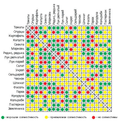 совместимость огородных культур