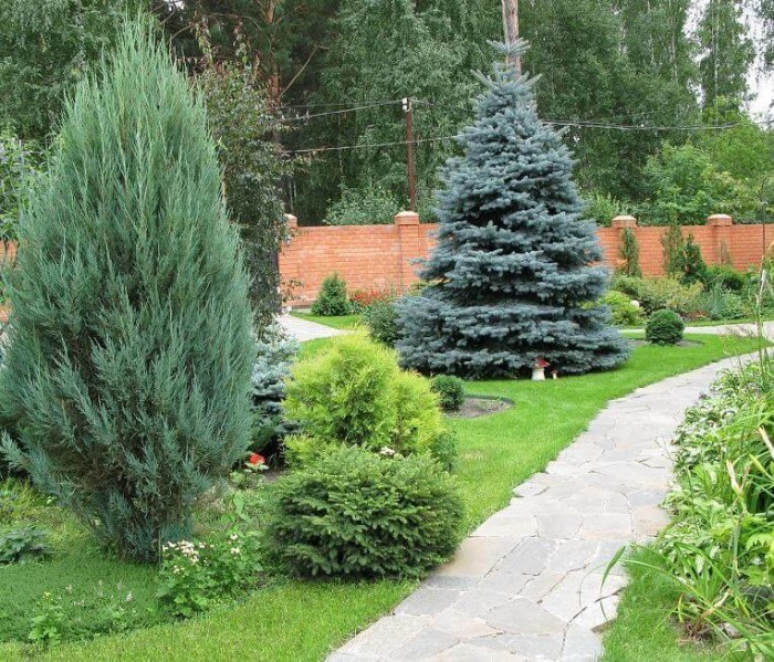Лучшие декоративные сорта ели для Вашего сада Лучшие декоративные сорта ели для Вашего сада