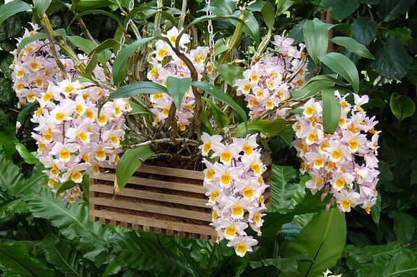 Орхидеи дендробиум уход в домашних условиях
