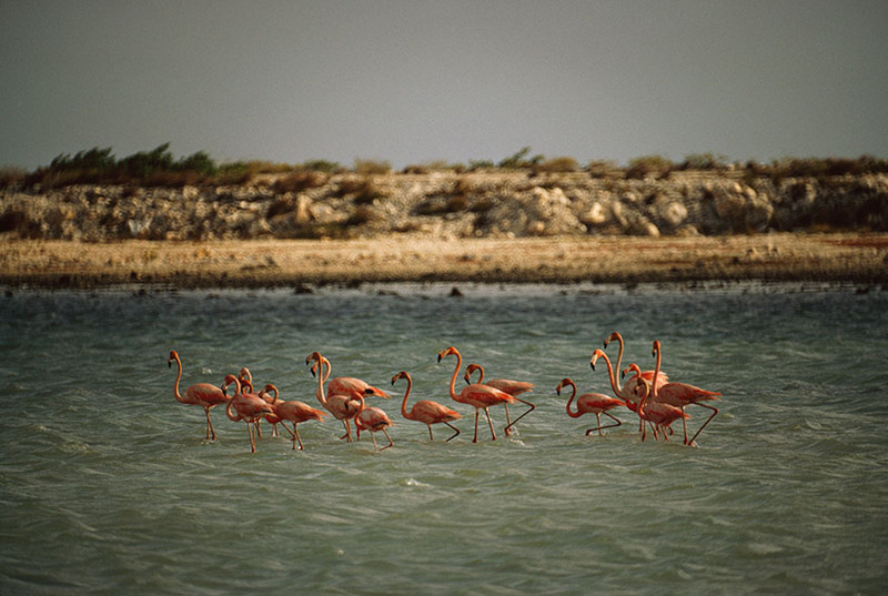 48. Фламинго в воде неподалеку от соляного пласта national geographic, история, природа, фотография