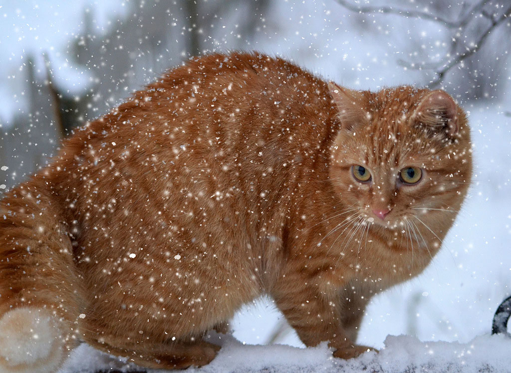 NewPix.ru - Отношения человека и кошки. Красивые фотографии кошек