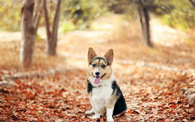 ������ ����� �����-�����. ����