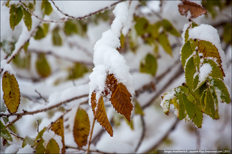 Неожиданная зима в южном Казахстане