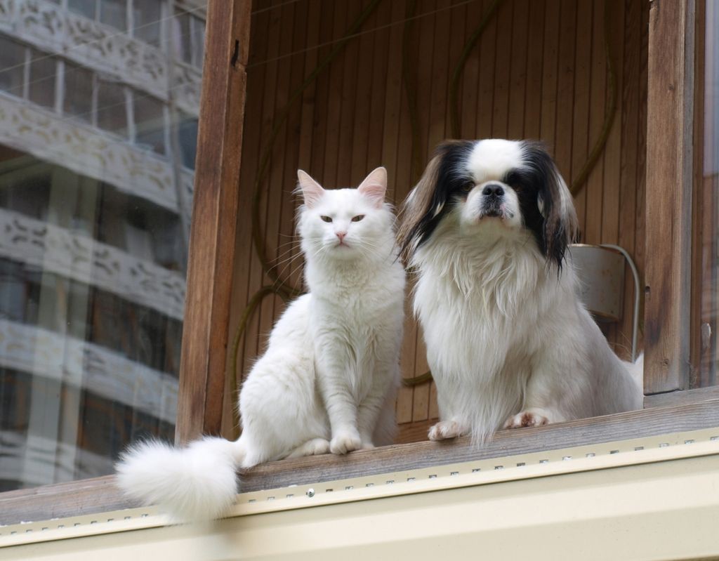 Кошки - самые лучшие друзья собак кошки, собаки
