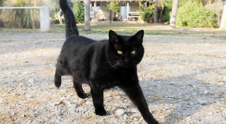 Кошка стала приемной мамой для одного необычного малыша