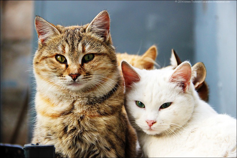 Котямяуки милаши (просто смешные и забавные фотки котэ) кошки, милые киски, прикол, прикольные котэ, смешные кошки, юмор