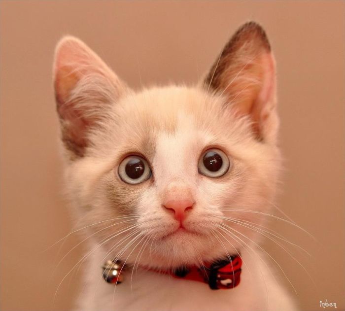 Смешные и просто красивые фотографии кошек (136 фото)