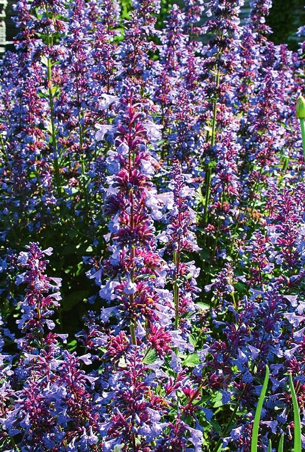   Nepeta faassenii