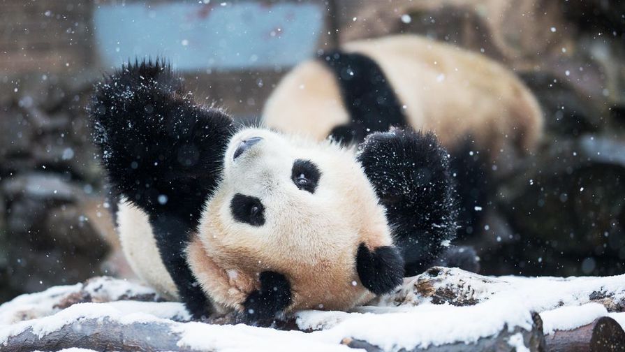 Панды радуются первому снегу (7 фото)