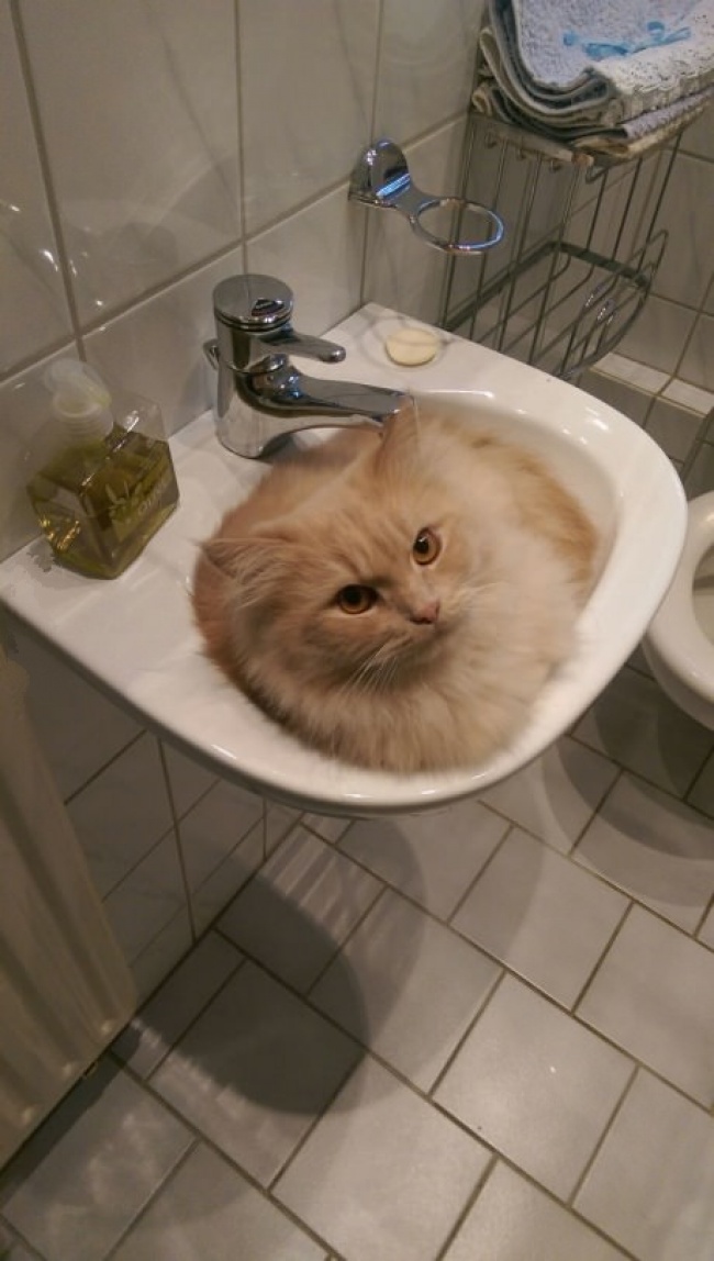 Животные, которые ни за что не отдадут свое) Животные, которые ни за что не отдадут свое)