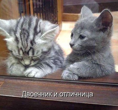 Два серых котенка котоматрица фото