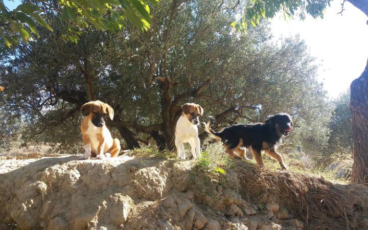 Греческий стоматолог посвятил себя спасению собак греция, добро, животные, люди