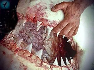челюсти и зубы акулы-людоеда