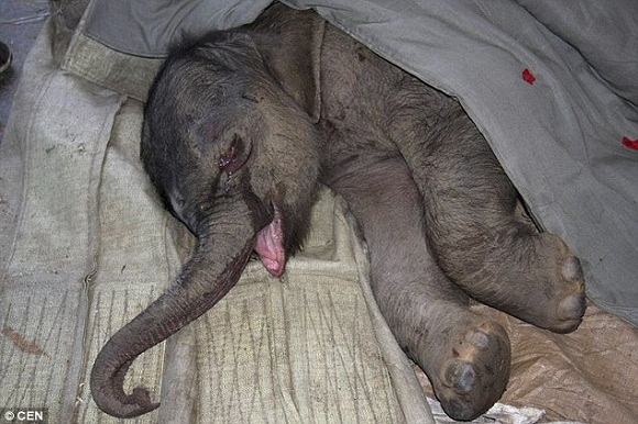 Будучи отвергнутым матерью, новорожденный слонёнок проплакал 5 часов дети, животные, родители