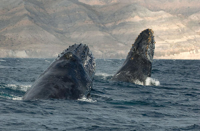 Морские животные
