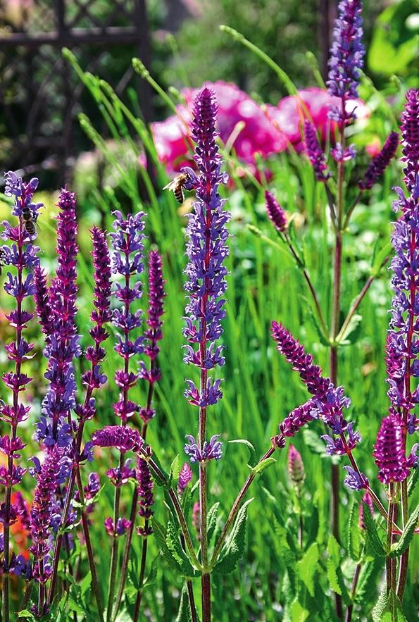   (Salvia nemorosa).