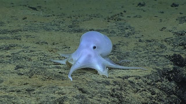 Океанологи обнаружили таинственного осьминога-приведение (фото)