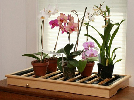 Возвращаем цветок к жизни: как можно реанимировать орхидею в домашних условиях