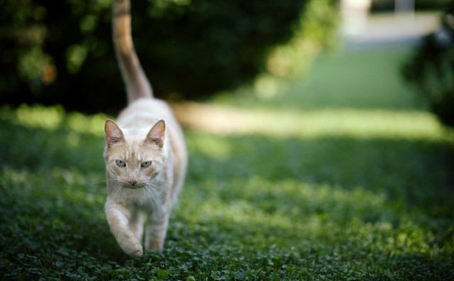 трава и кошки11 (640x396, 166Kb)