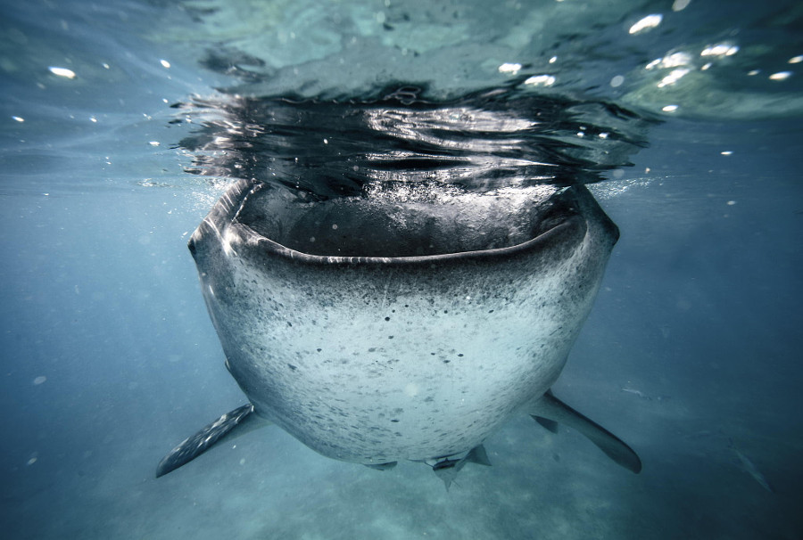 Китовая акула.  животные, подводная съемка, рыбы, фото