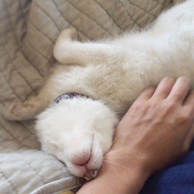 популярная в интернете белая лиса растет