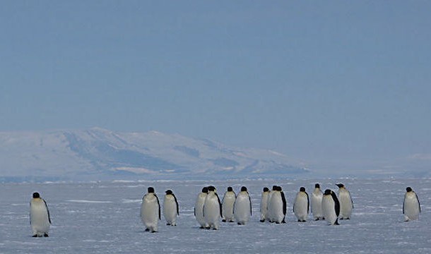 17. О существовании Антарктиды было абсолютно неизвестно до 28 января 1820, то есть пока континент не был открыт антарктида, континенты, факты