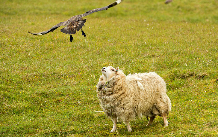 «Проваливай!»: большой поморник защищает птенцов от овцы животные, защита, мать