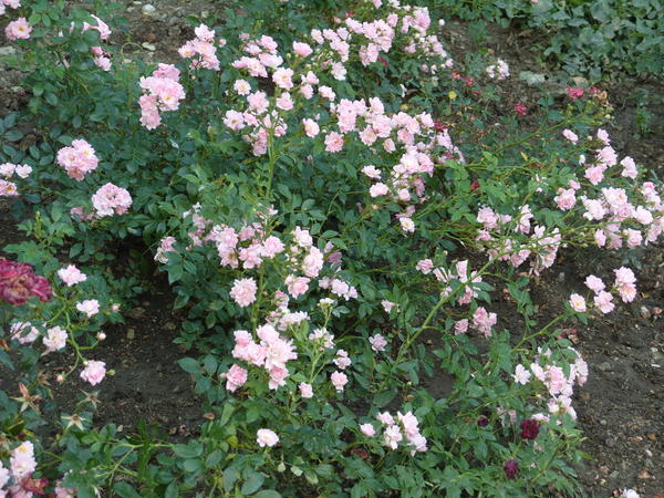 Миниатюрная роза сорт Fresh Pink Миниатюрная роза сорт Fresh Pink